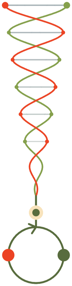 Schéma ADN : les deux brins se tressent et se nouent en une boucle.